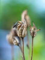 Week 34 - Insects 3.JPG