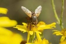 5P8A0126.jpg 5P8A0126.jpg