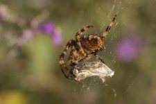 5P8A9712.jpg 5P8A9712.jpg