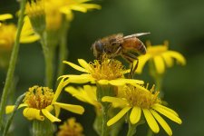 5P8A9946.jpg 5P8A9946.jpg