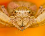 CrabPoppy2-1024.jpg CrabPoppy2-1024.jpg