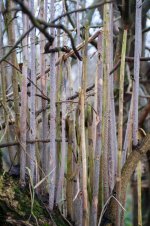 Week 35 Snappers choice.jpg