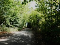 Leafy Lane.jpg