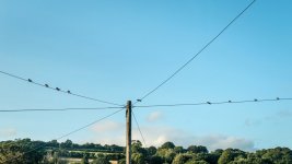 001 Swallows 01-9828 PS Adj Upload.jpg 001 Swallows 01-9828 PS Adj Upload.jpg