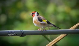 goldfinch in sun.jpg