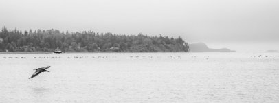 Week 35 - Snappers 1.JPG