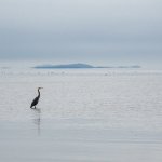 Week 35 - Snappers 2.JPG