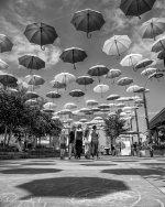 Week 35 - Snappers 4.JPG