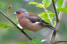 Male Chaffinch.JPG
