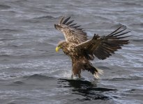 White Tail Eale Isle of Mull 02 Sept 25.jpg