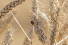 Week 34 - insects.jpg