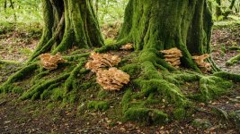 030 Many Zoned Ploypore Fungus 01-3460 PS Adj Upload.jpg