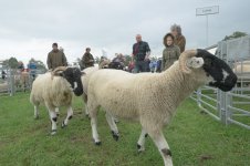 _7815355.jpg _7815355.jpg