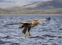 White Tai;ed Eagle 02 Sept 25.jpg