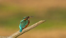 16-09-2025 Kingfisher 1.jpg 16-09-2025 Kingfisher 1.jpg
