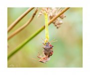 Feeding time sheildbugs.jpg