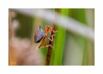 Red-legged sheild bug.jpg