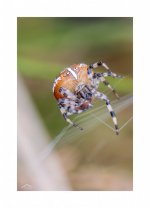 Spider 2.jpg