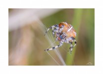 Spider 4.jpg