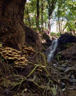 2010 Sept, Wallbottle, RZ67, Reala, v700, EpsonScan, 2400dpi v2 darkened trees.jpg 2010 Sept, Wallbottle, RZ67, Reala, v700, EpsonScan, 2400dpi v2 darkened trees.jpg