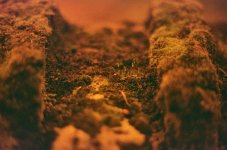 000084450021 red moss.jpg 000084450021 red moss.jpg