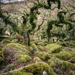 006 Wistmans Wood 06-61730005 PS Adj.JPG 006 Wistmans Wood 06-61730005 PS Adj.JPG