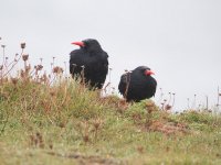 chough.jpg