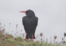 Chough1.jpg