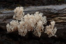 Artmyces-pyxidatus-sml.jpg Artmyces-pyxidatus-sml.jpg