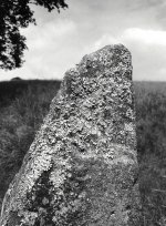 LichenOnRock.JPG LichenOnRock.JPG