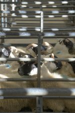 _7812389.jpg _7812389.jpg