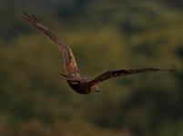 Z8169972_DxO_web test.jpg Z8169972_DxO_web test.jpg