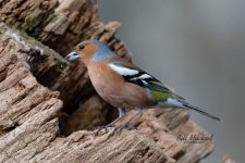 DSC_1480_DxO - Copy.jpg