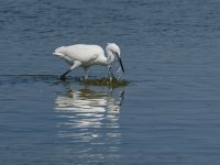 Z8107192_DxO_SMTshWEB.jpg Z8107192_DxO_SMTshWEB.jpg