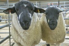 _7815916.jpg _7815916.jpg