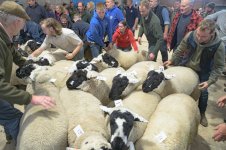 _7815989.jpg _7815989.jpg