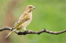 IMG_0186 LRC PS JP tp.jpg