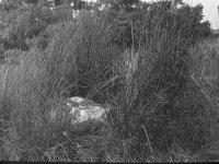 Rocks adjusted-2.jpg