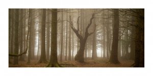 dena clough woods-20.jpg dena clough woods-20.jpg