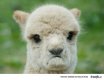 sad llama.jpg