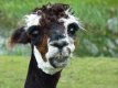 alpaca-ontario.jpg