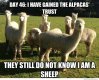 day-46-i-have-gained-the-alpacas-trust.jpg