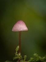 Week 42 - Autumn Colour 1.JPG