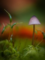 Week 42 - Autumn Colour 2.JPG