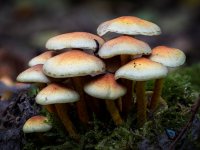 Week 42 - Autumn Colour 3.JPG