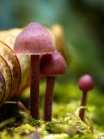 Week 42 - Autumn Colour 4.JPG