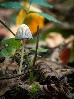 Week 42 - Autumn Colour 5.JPG Week 42 - Autumn Colour 5.JPG