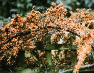 000082510015 Red or orange.jpg 000082510015 Red or orange.jpg