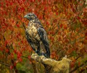 Week 42 -  autumn photography.jpg