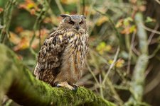 European Eagle Owl just chillin'.jpg European Eagle Owl just chillin'.jpg
